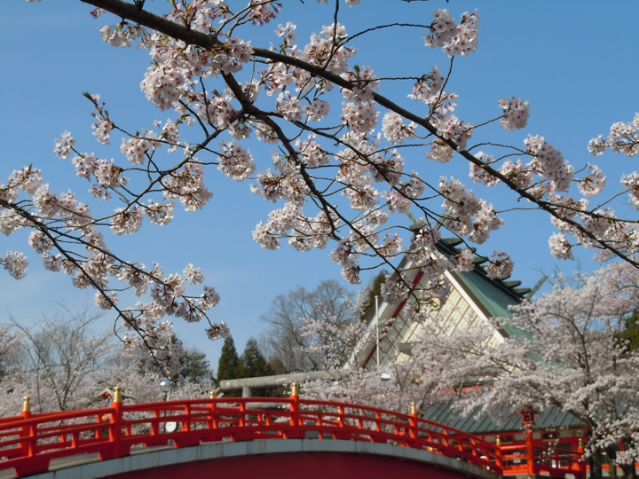 御嶽山大和本宮の桜の写真