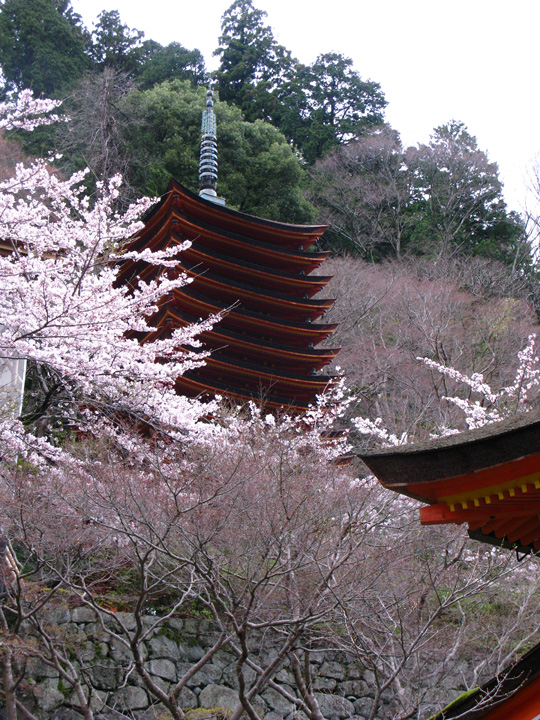 談山神社の桜の写真