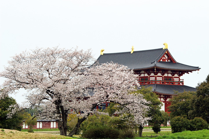 平城宮跡の桜の写真