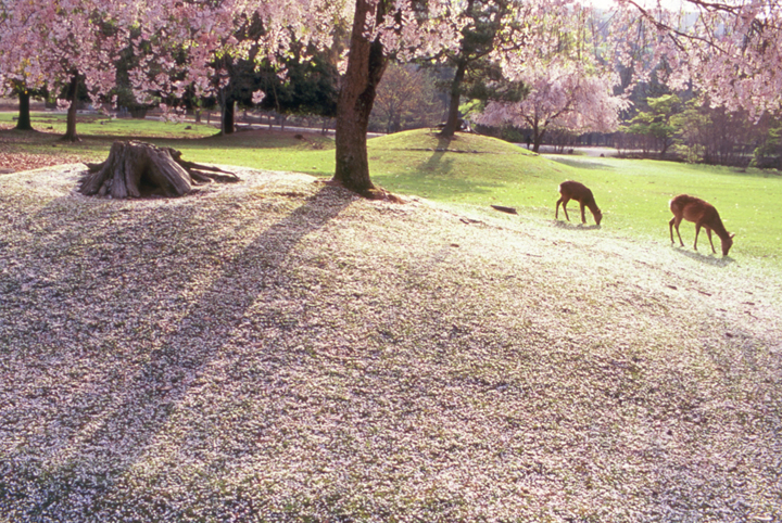 奈良公園の桜の写真