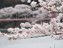 03 sakura2019