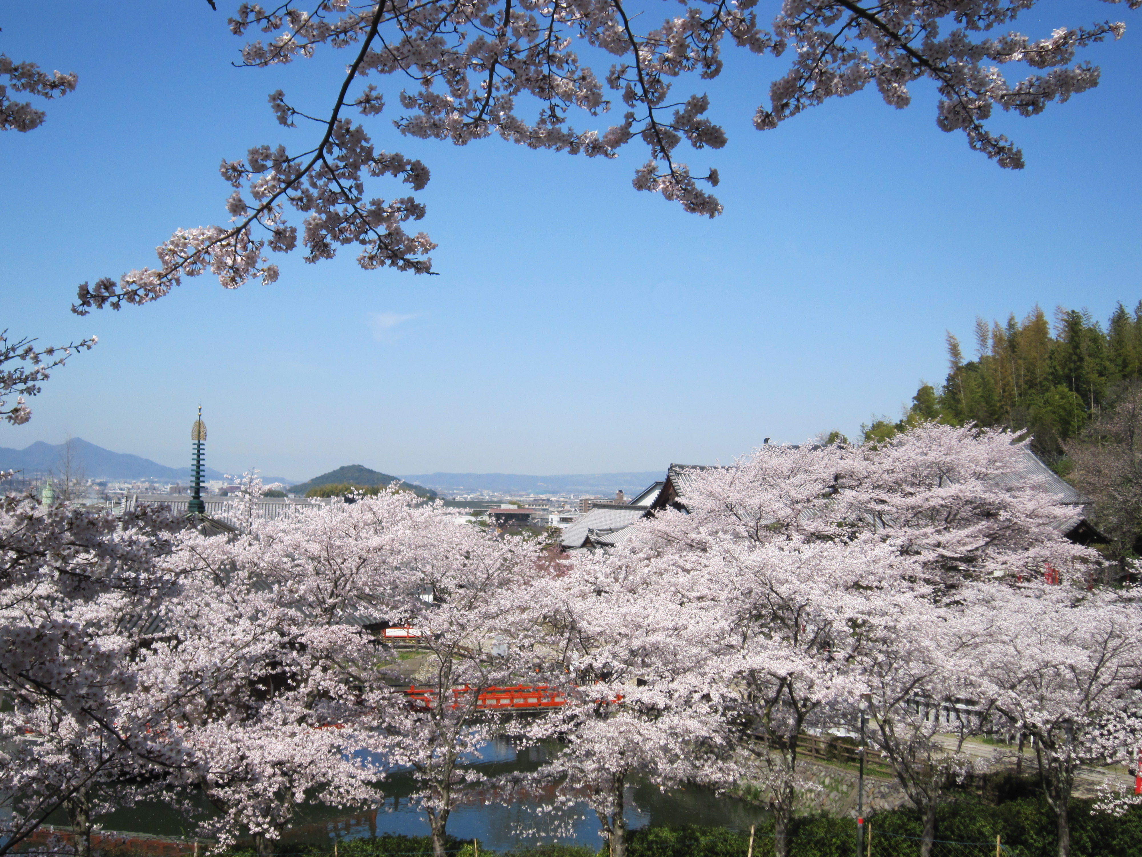 安倍文殊院の桜の写真