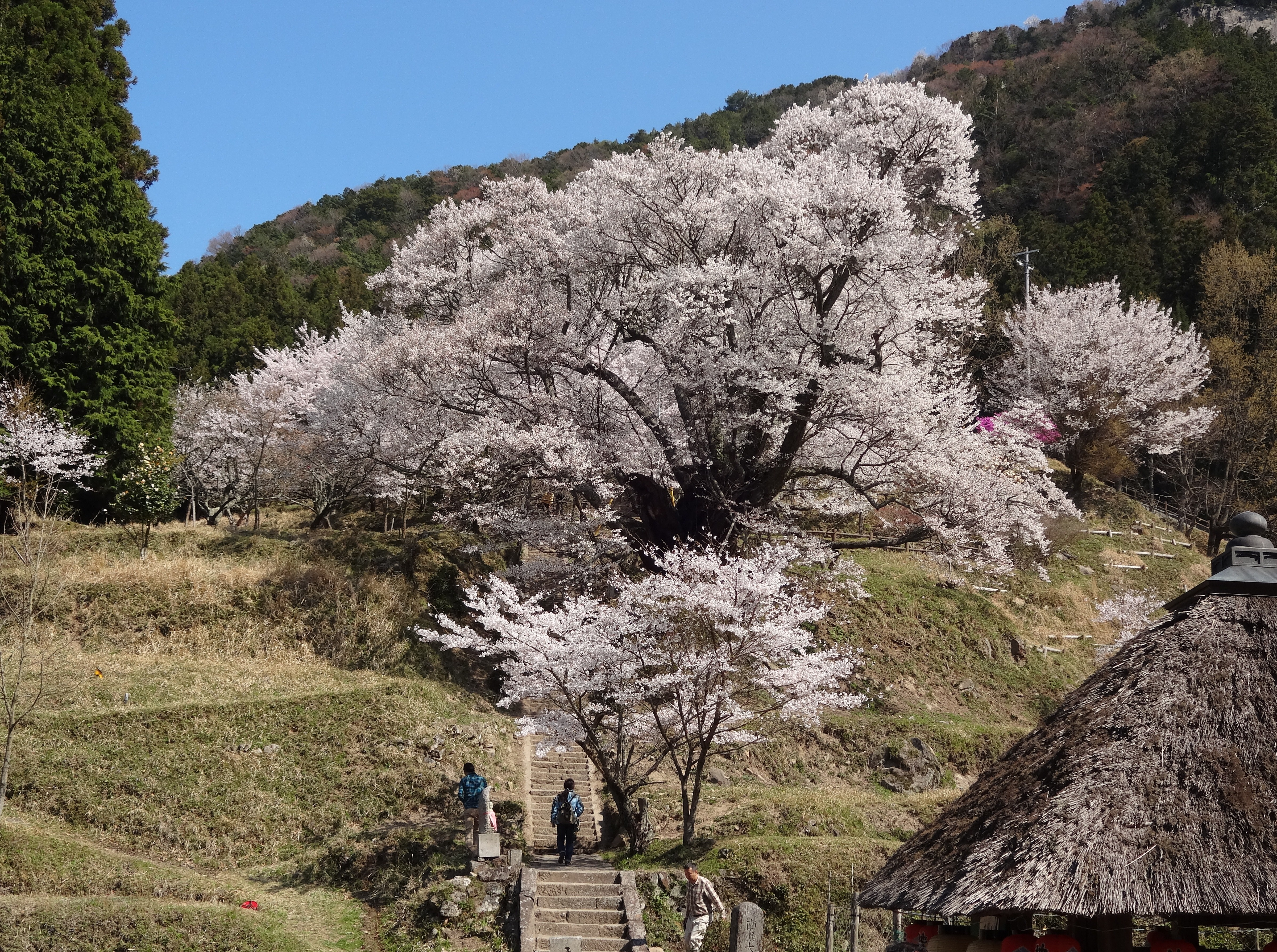 佛隆寺　千年桜の桜の写真