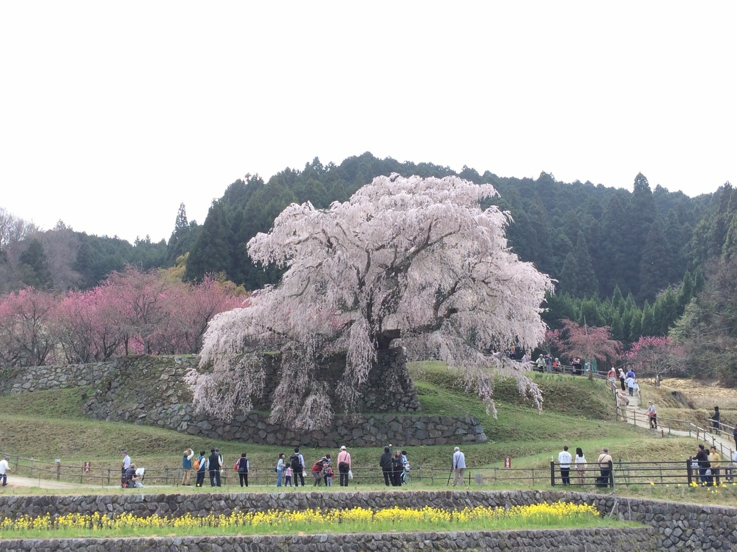 又兵衛桜(瀧桜)の桜の写真