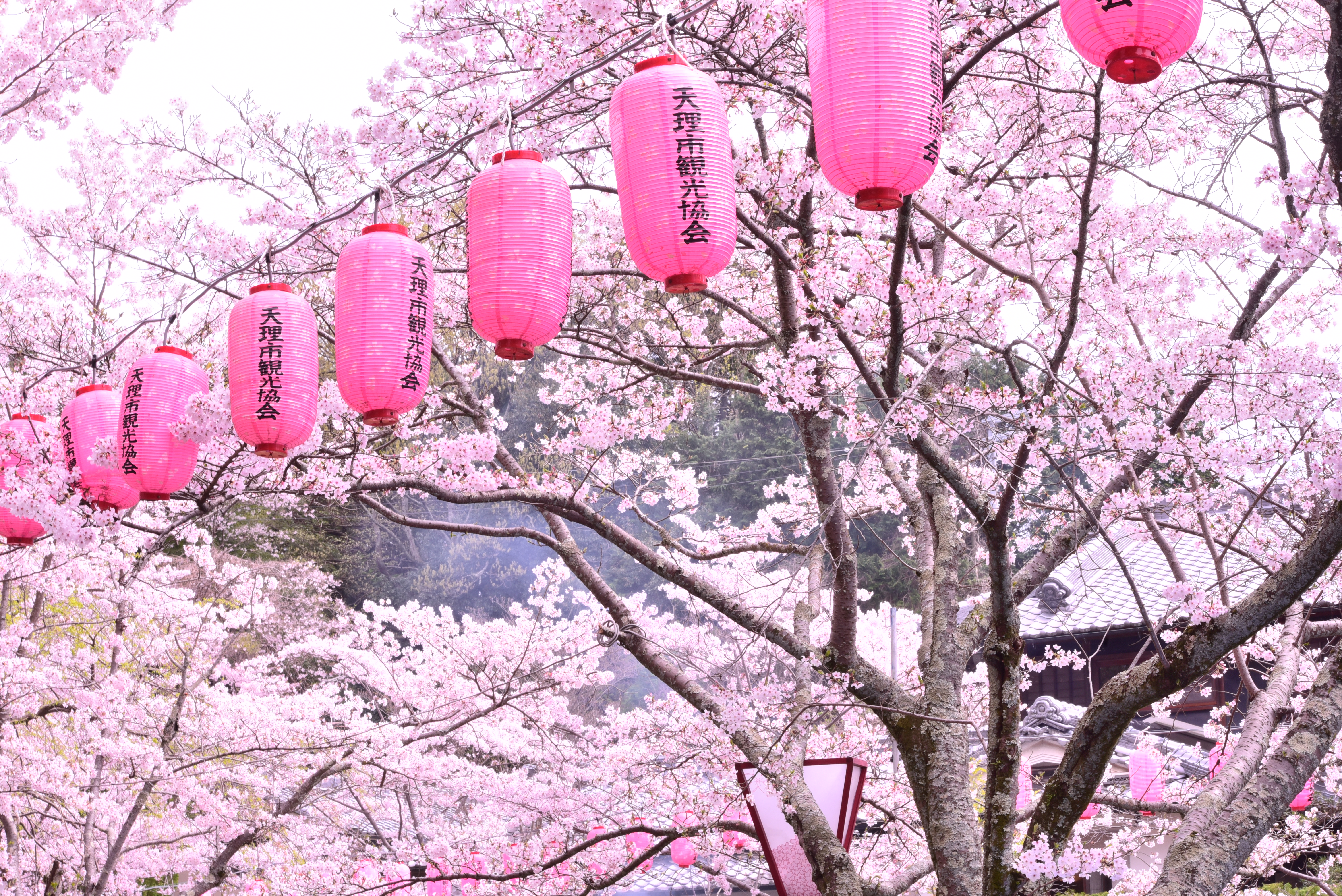 石上神宮外苑公園の桜の写真