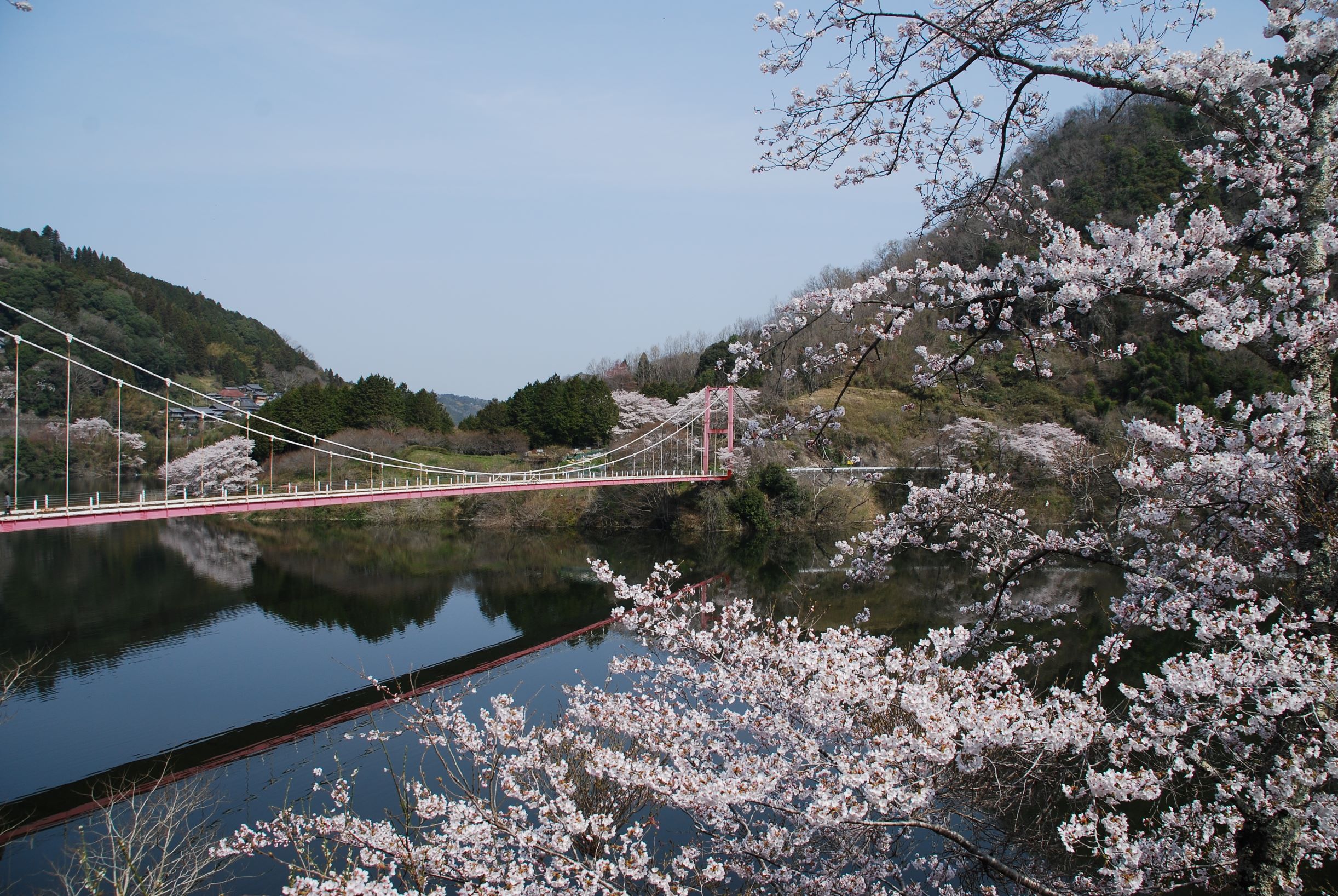 月ヶ瀬湖畔の桜の写真