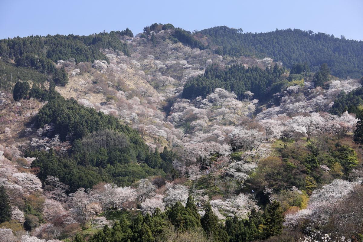 吉野山（奥・上・中・下千本）の桜の写真