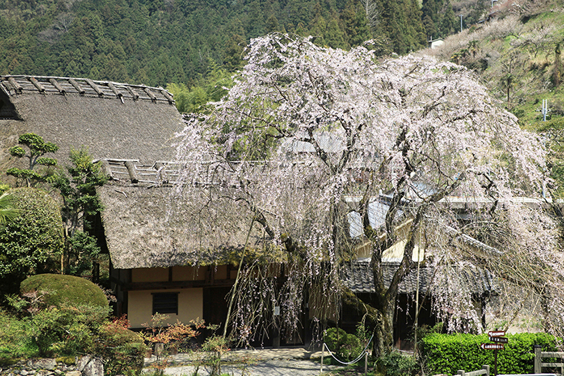 賀名生皇居跡「しだれ桜」