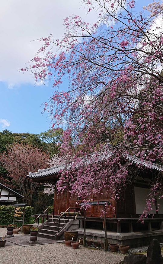 竹林寺「しだれ桜」