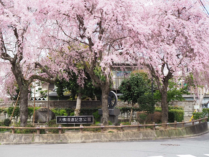 大佛鐵道記念公園「しだれ桜」