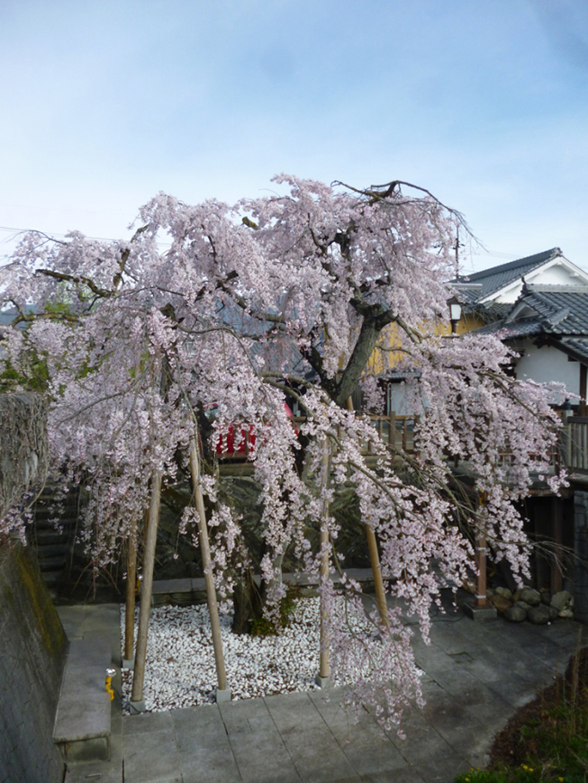 五條まちなみ伝承館「しだれ桜」