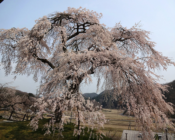 極楽寺「小原極楽桜」