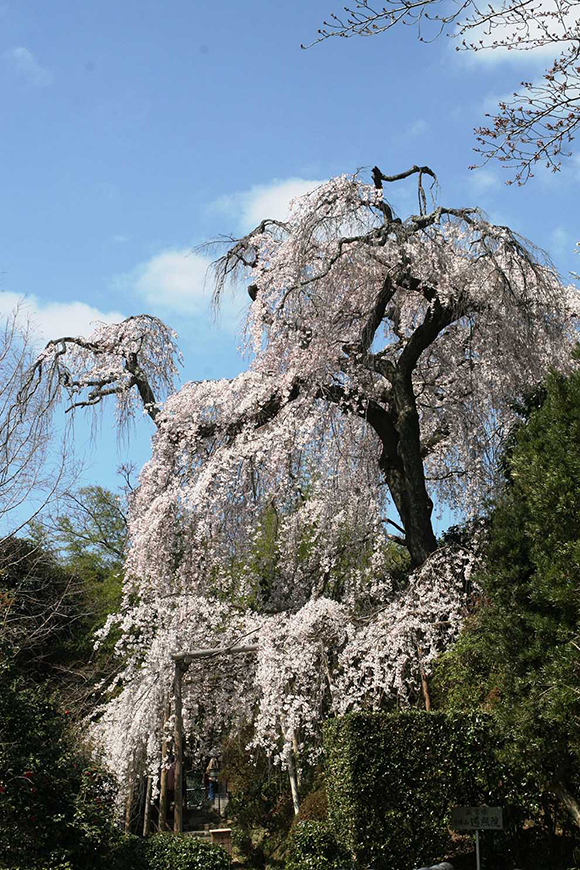 遍照院「しだれ桜」