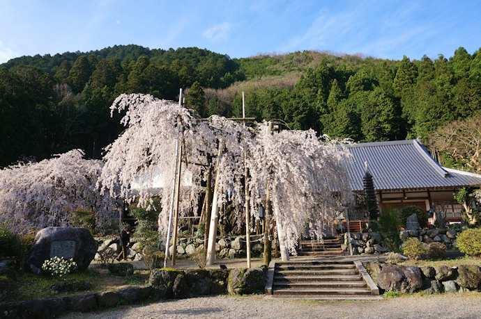 宝蔵寺「しだれ桜」