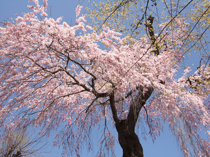 光専寺「しだれ桜」