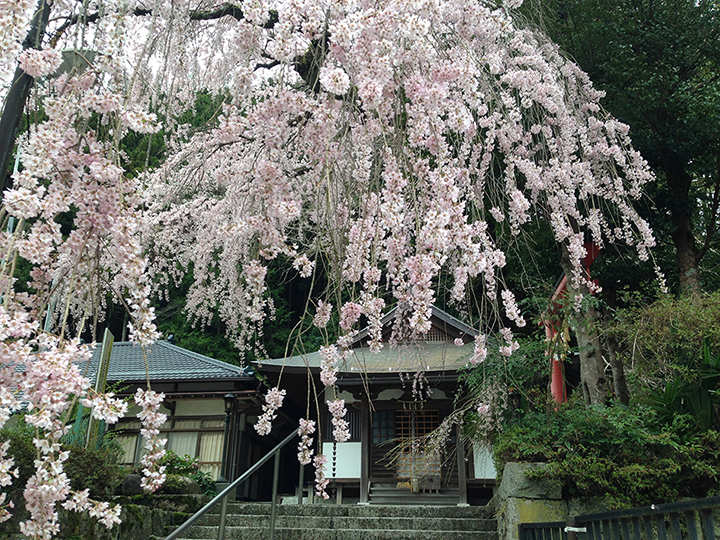 来迎院「しだれ桜」