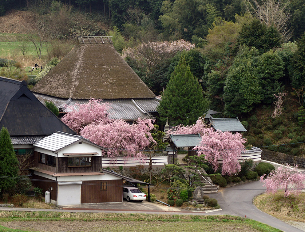 西念寺「遅咲きしだれ桜」