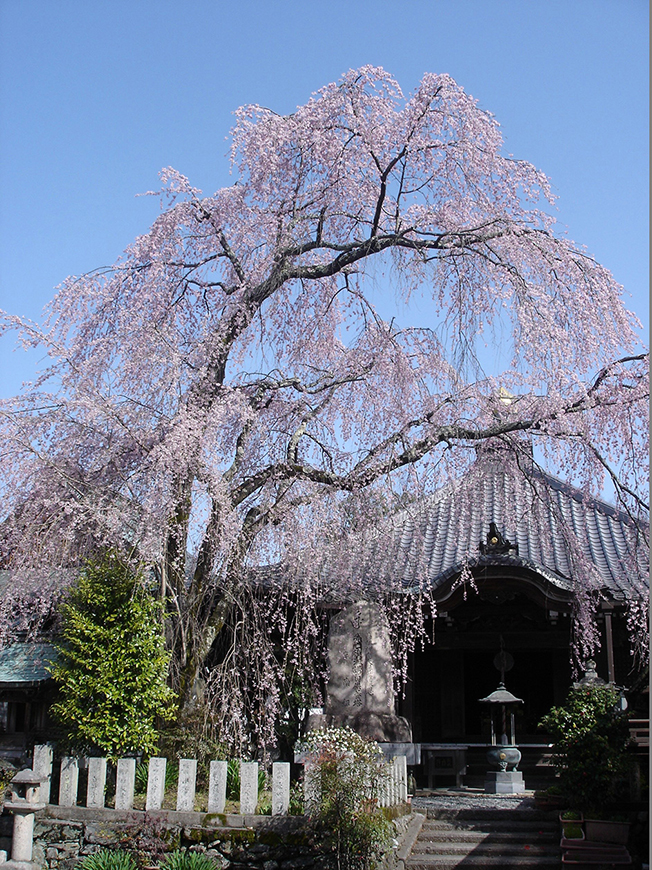 櫻本坊「しだれ桜」