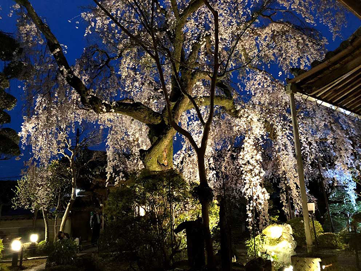 専称寺「しだれ桜」