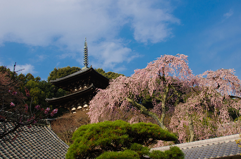 當麻寺護念院「しだれ桜」