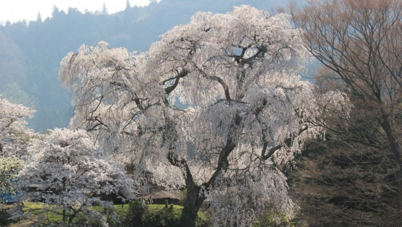 的野集落　大照寺跡「しだれ桜」