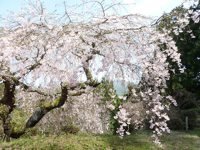 瀧蔵神社「権現桜」