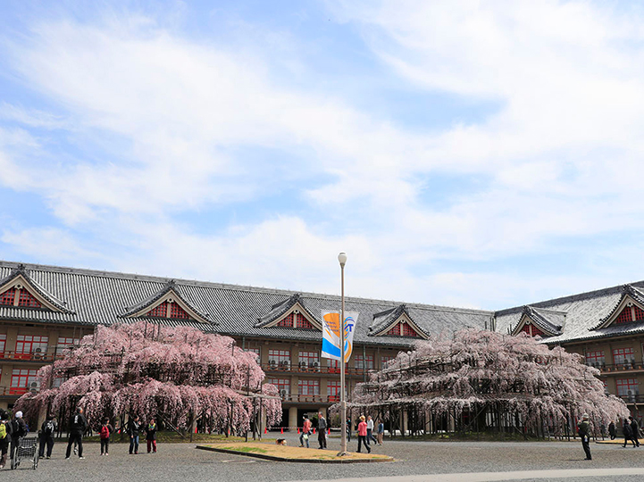 天理教教会本部「3本の大しだれ桜」