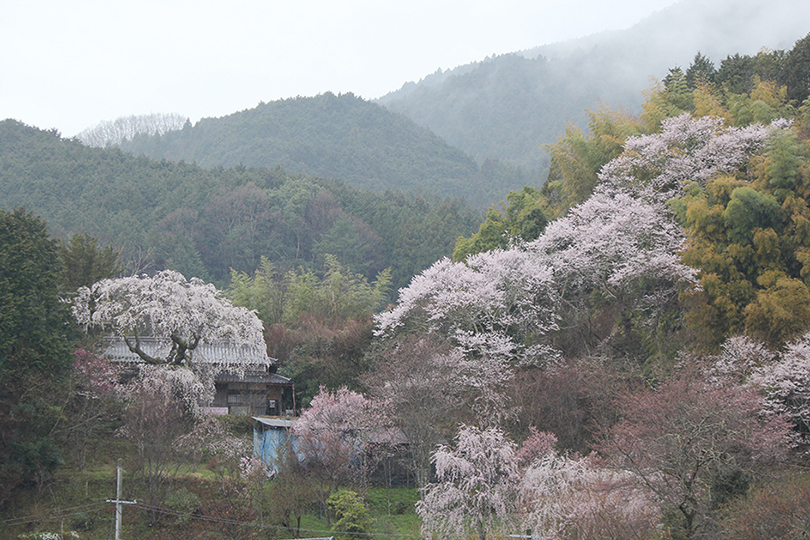 天益寺「しだれ桜」