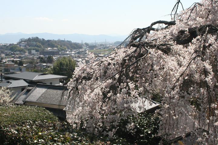 遍照院の桜の写真