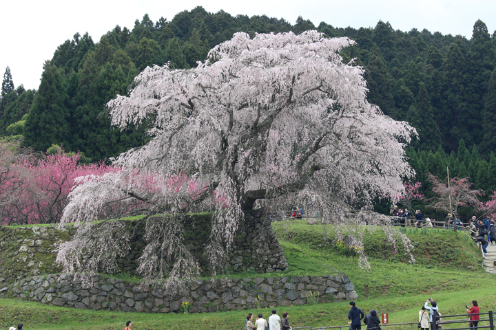 又兵衛桜(瀧桜)の桜の写真