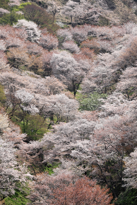 吉野山の桜の写真