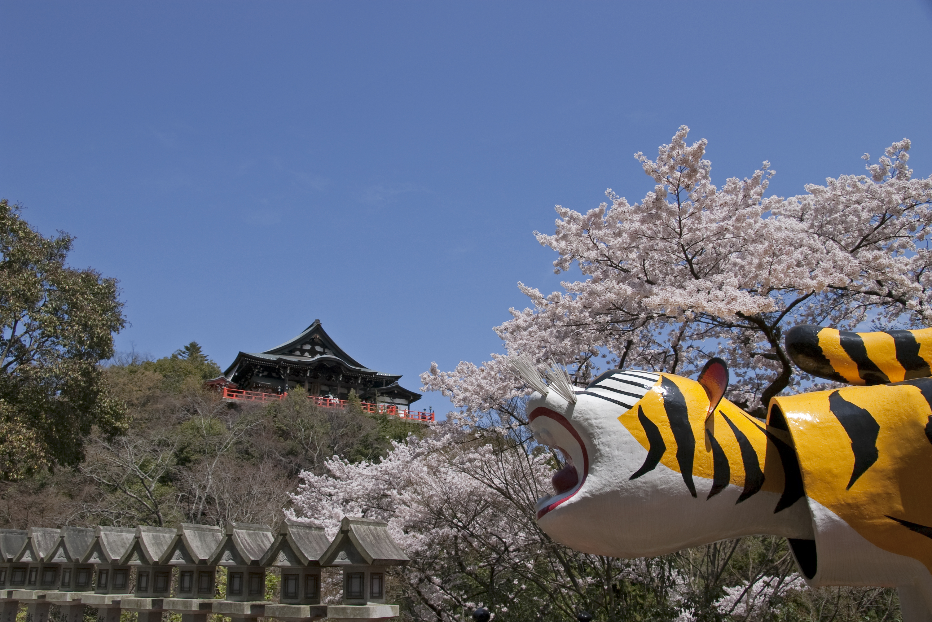 信貴山朝護孫子寺の桜の写真