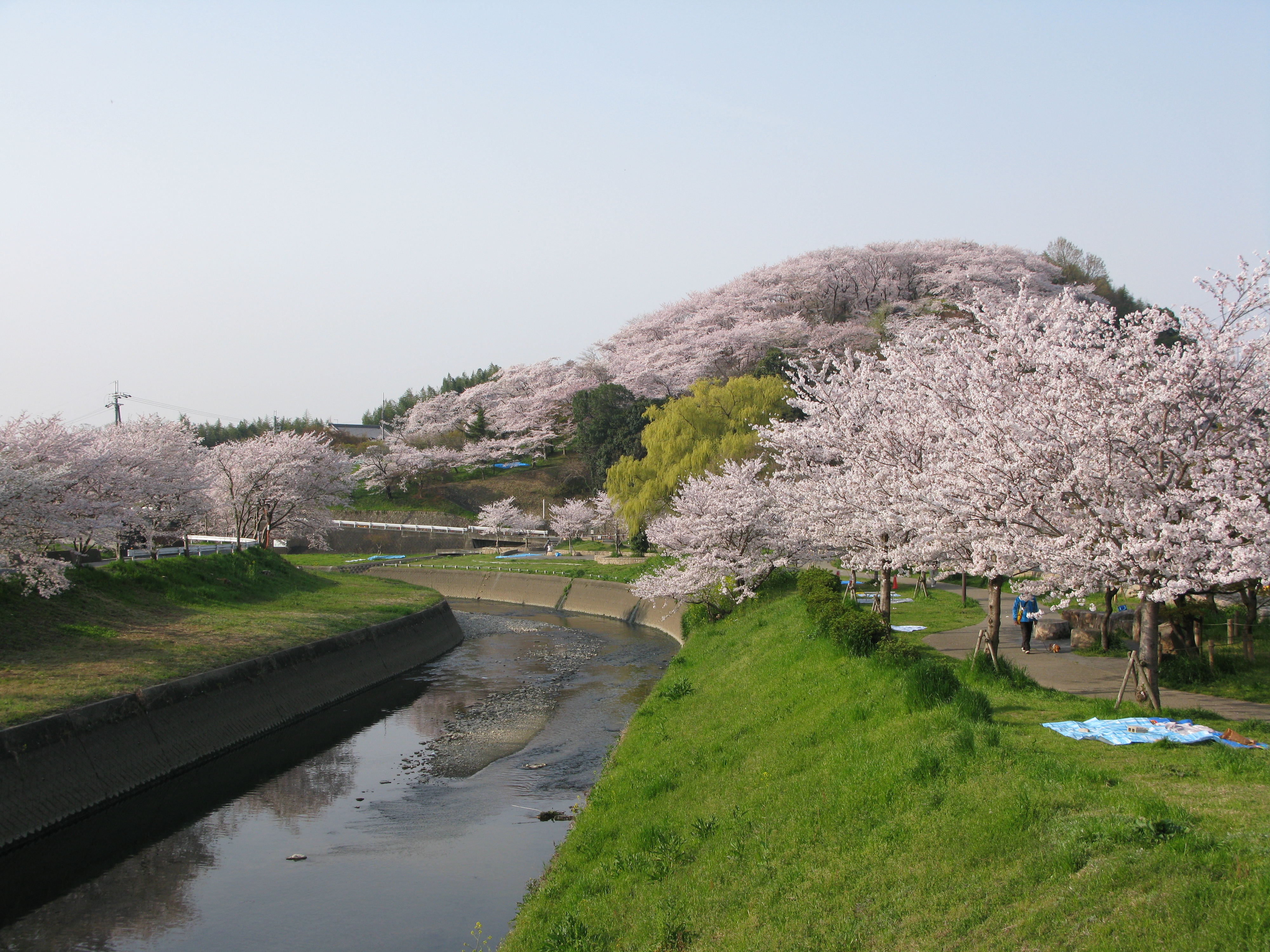 三室山・竜田川の桜の写真