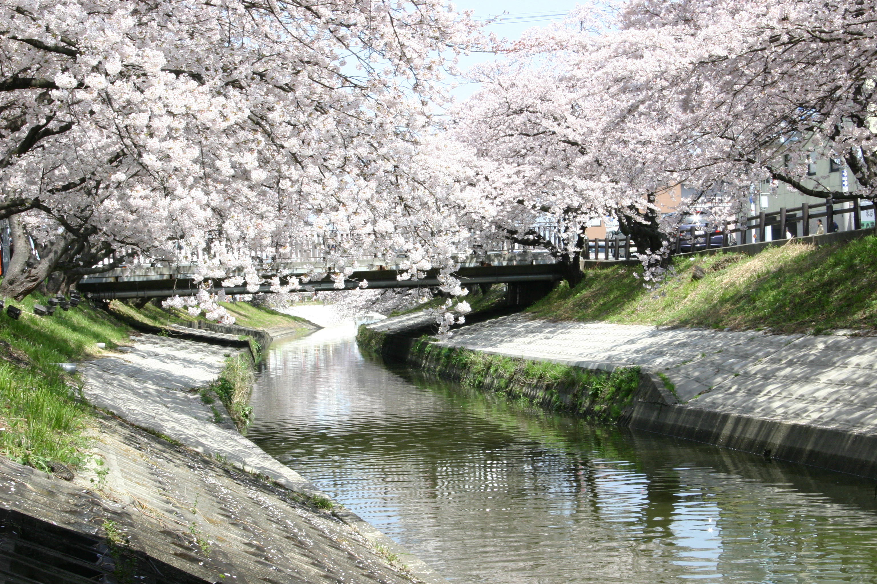 高田千本桜の桜の写真