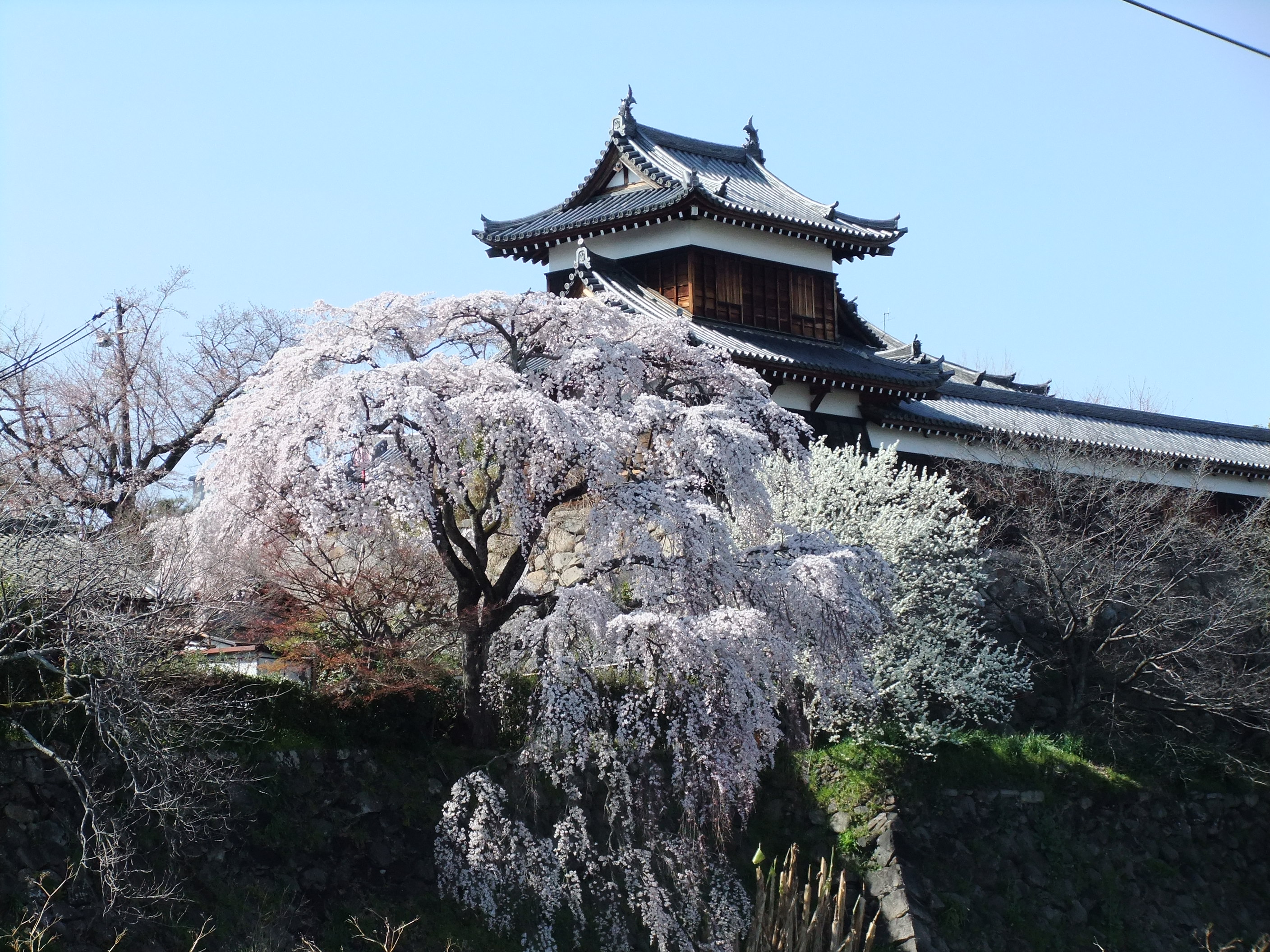 郡山城跡の桜の写真
