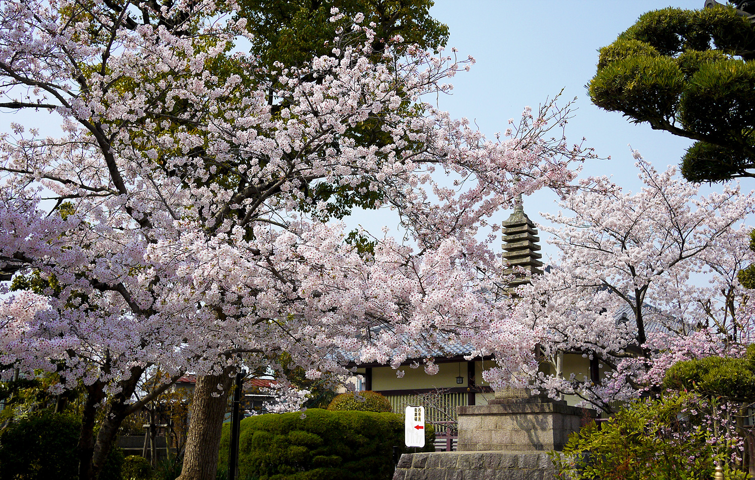 帯解寺の桜の写真
