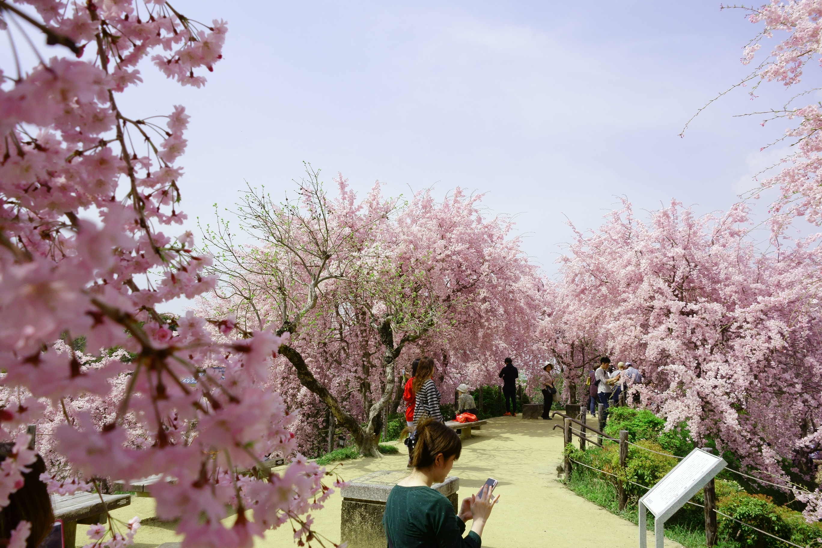 大神神社（大美和の杜展望台）の桜の写真