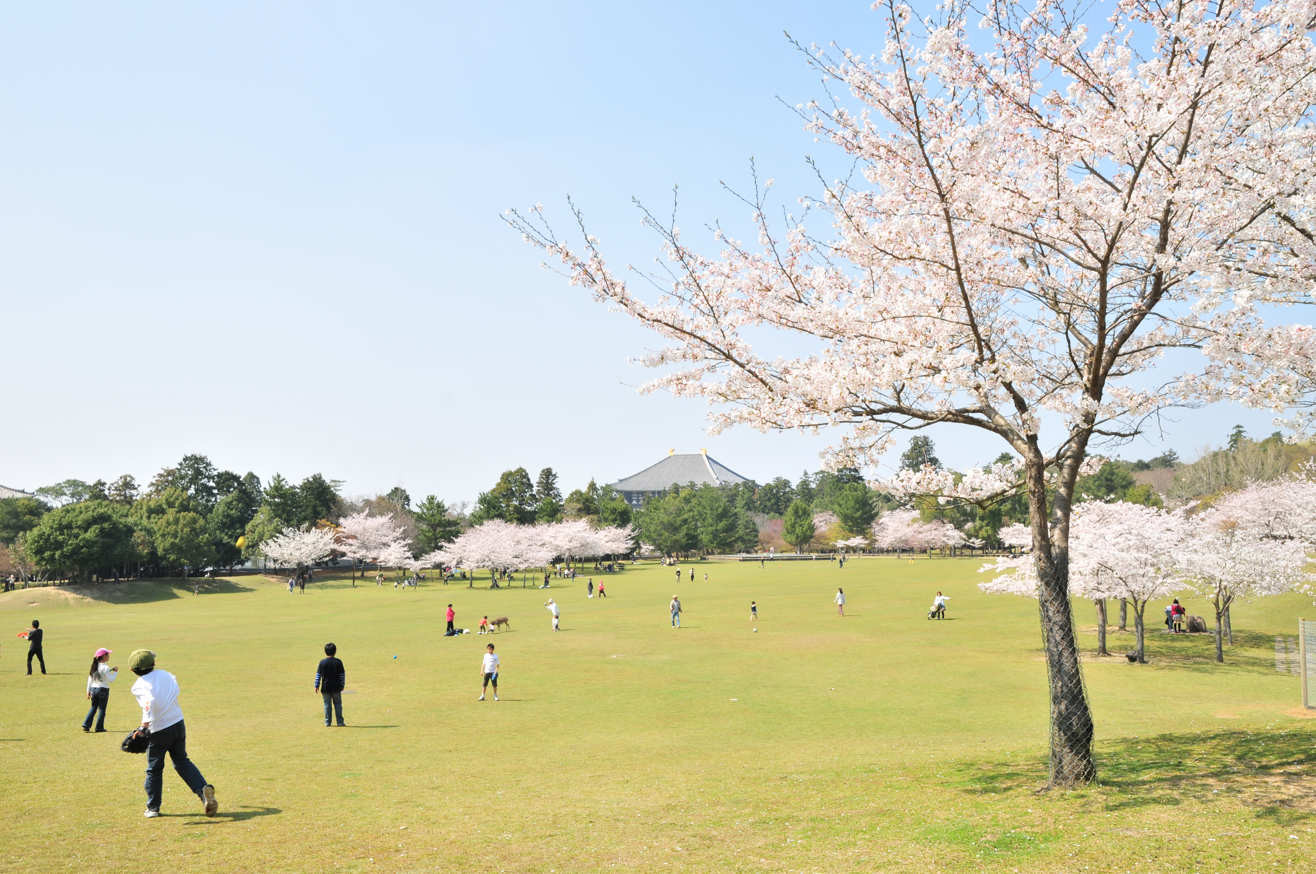 奈良公園の桜の写真
