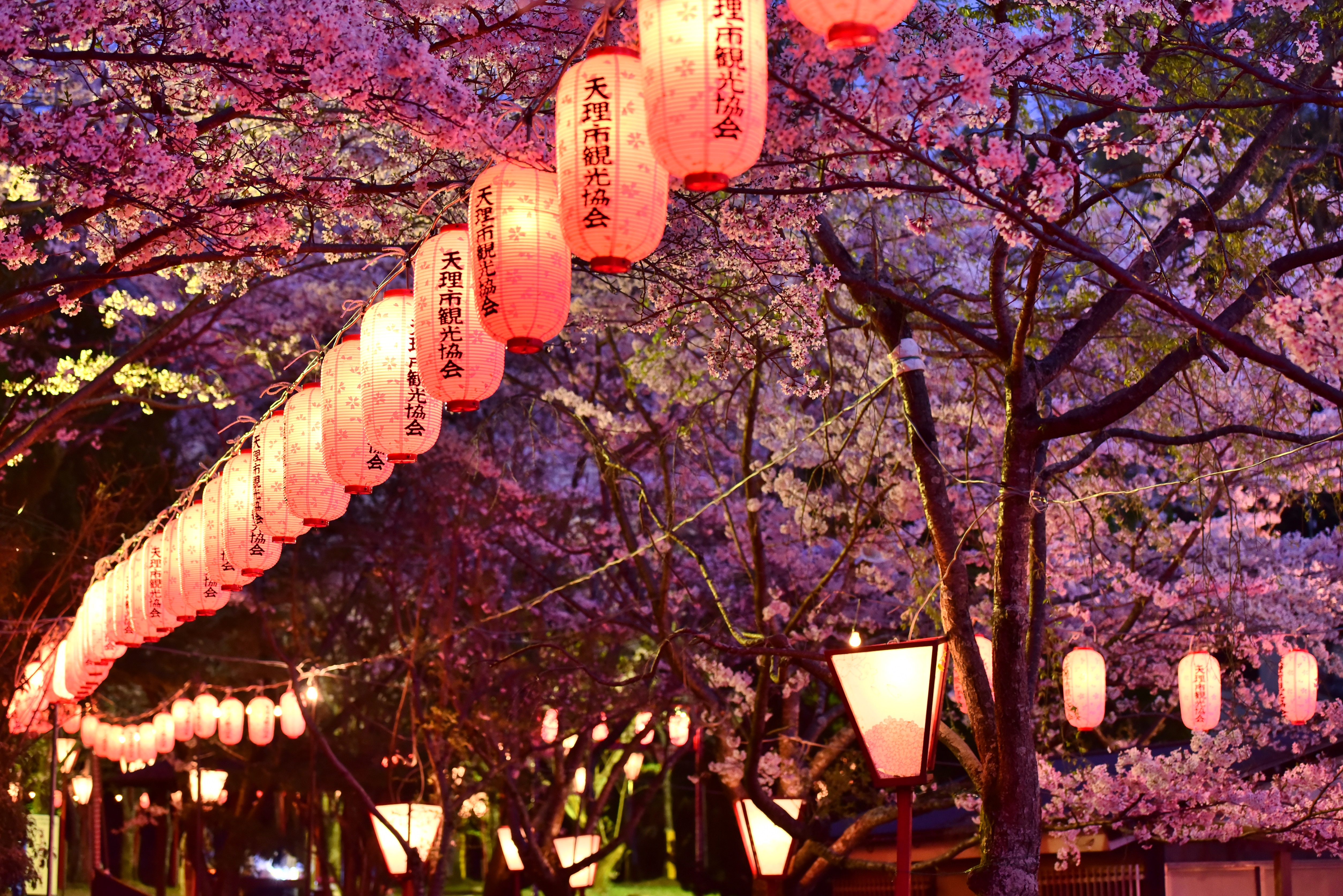 石上神宮外苑公園の桜の写真