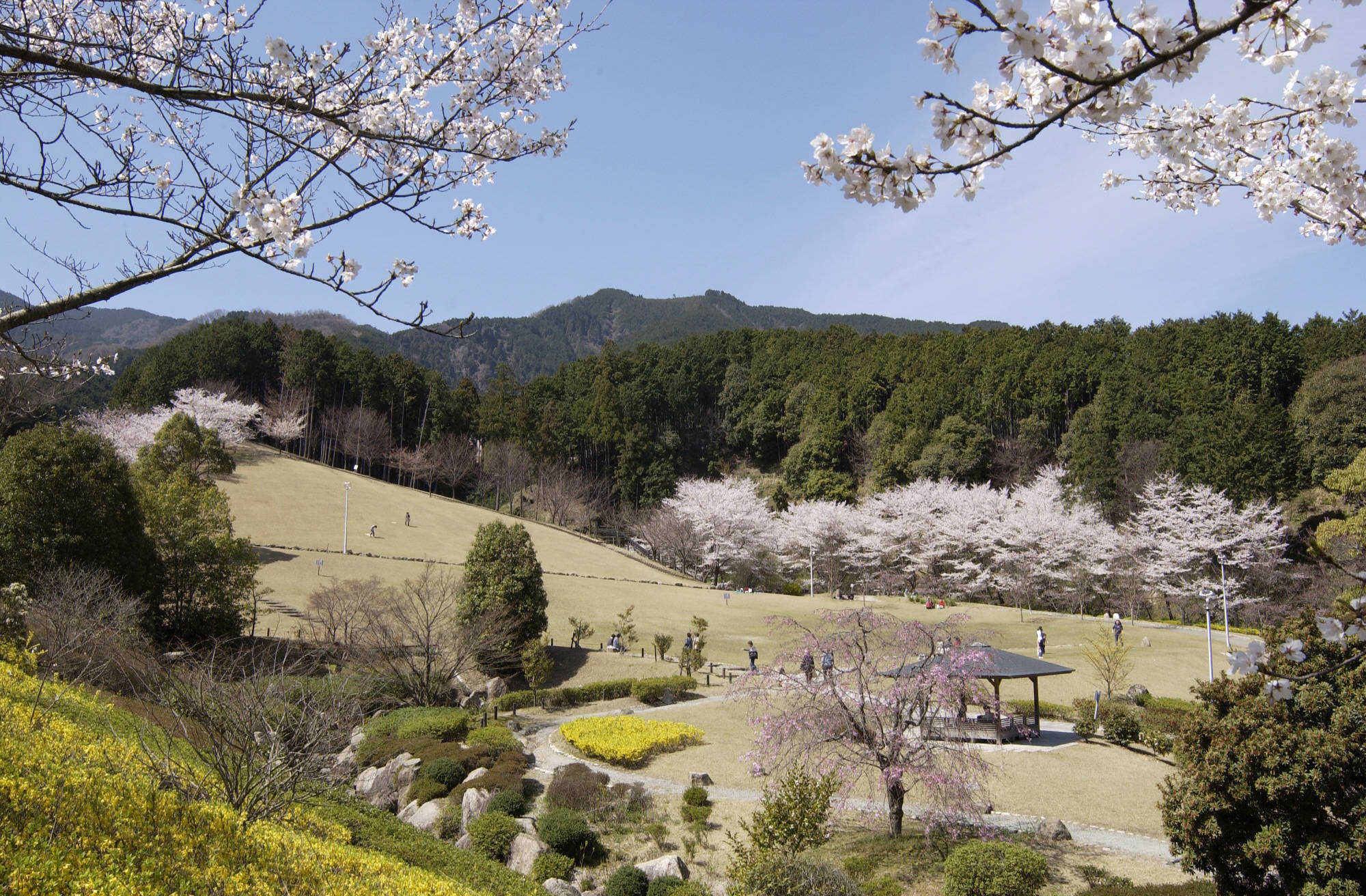 葛城山麓公園の桜の写真