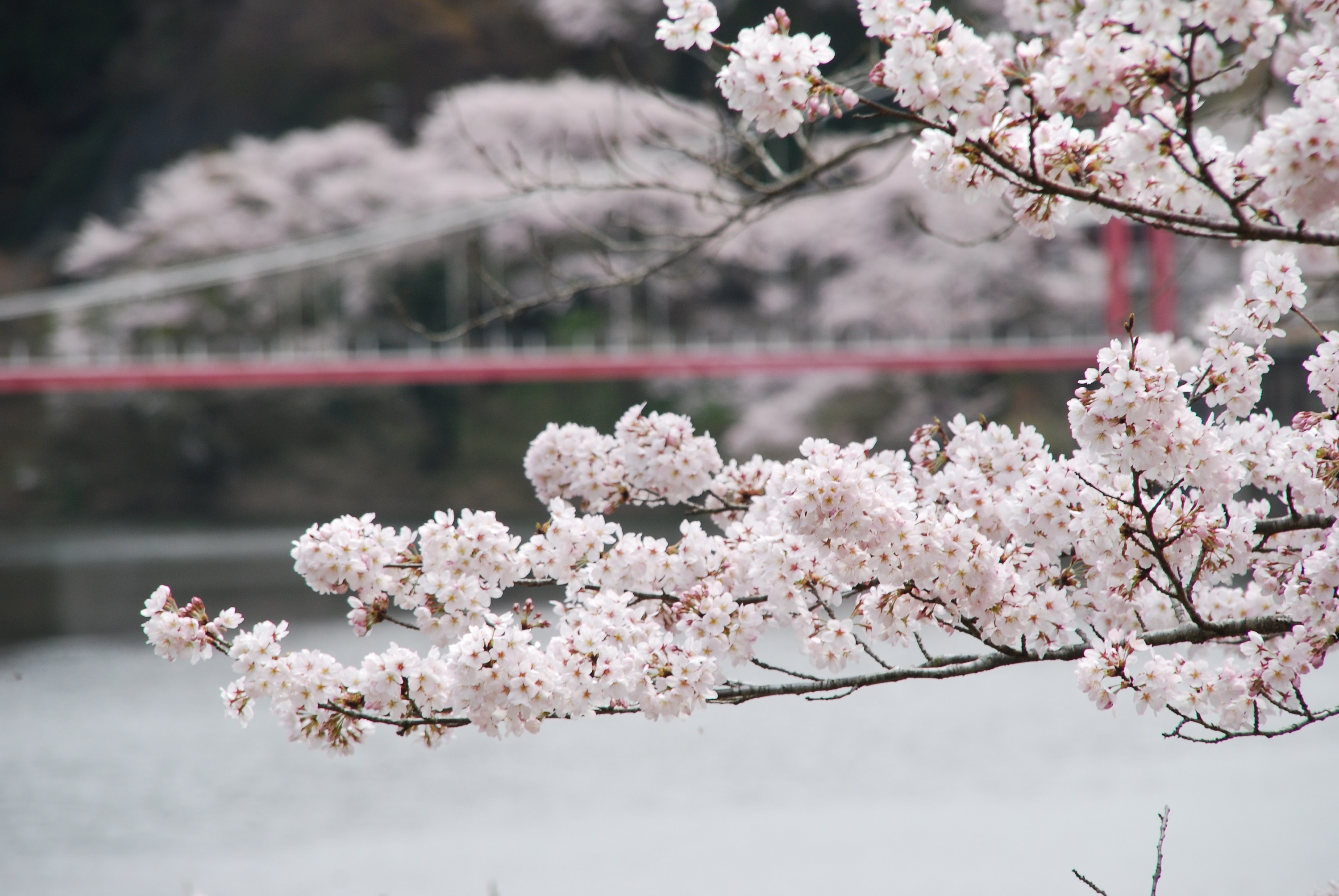 月ヶ瀬湖畔の桜の写真