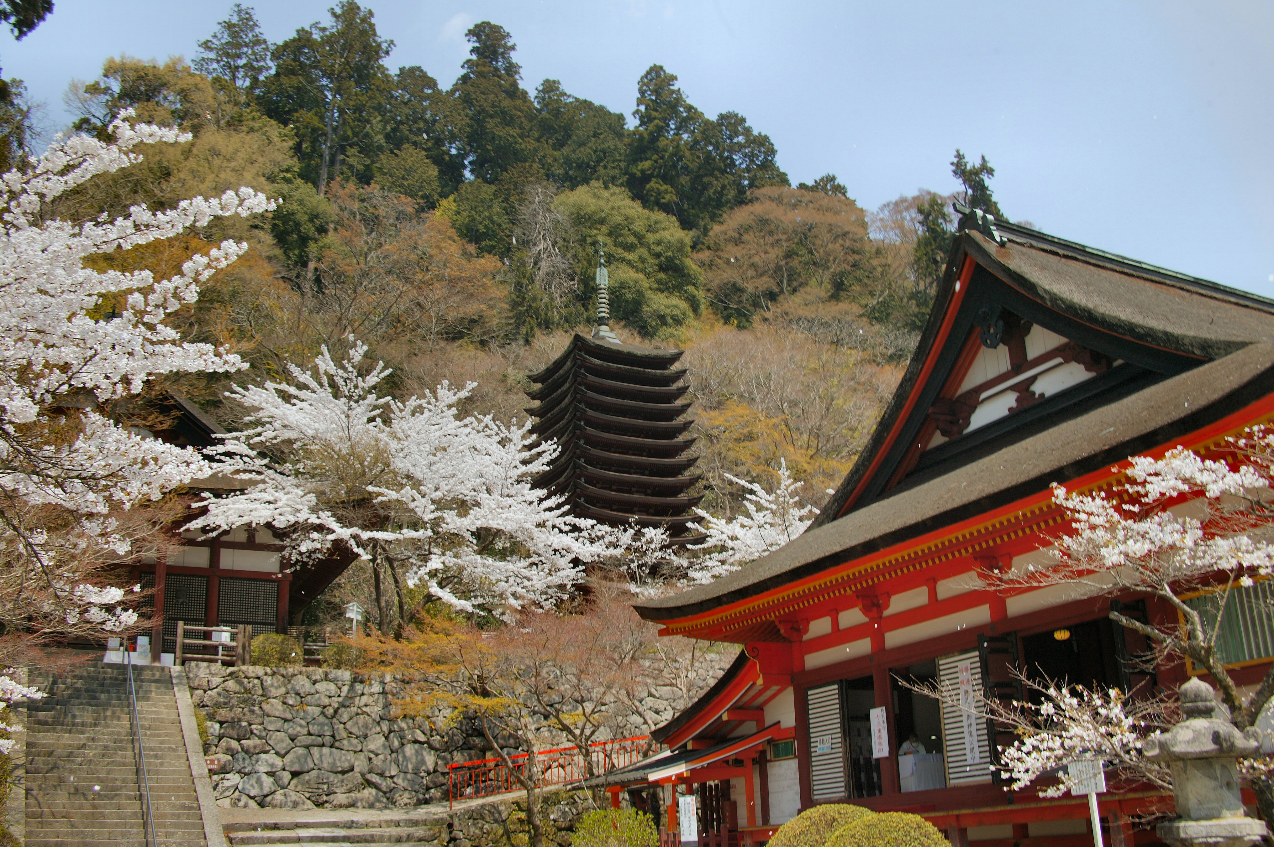 談山神社の桜の写真