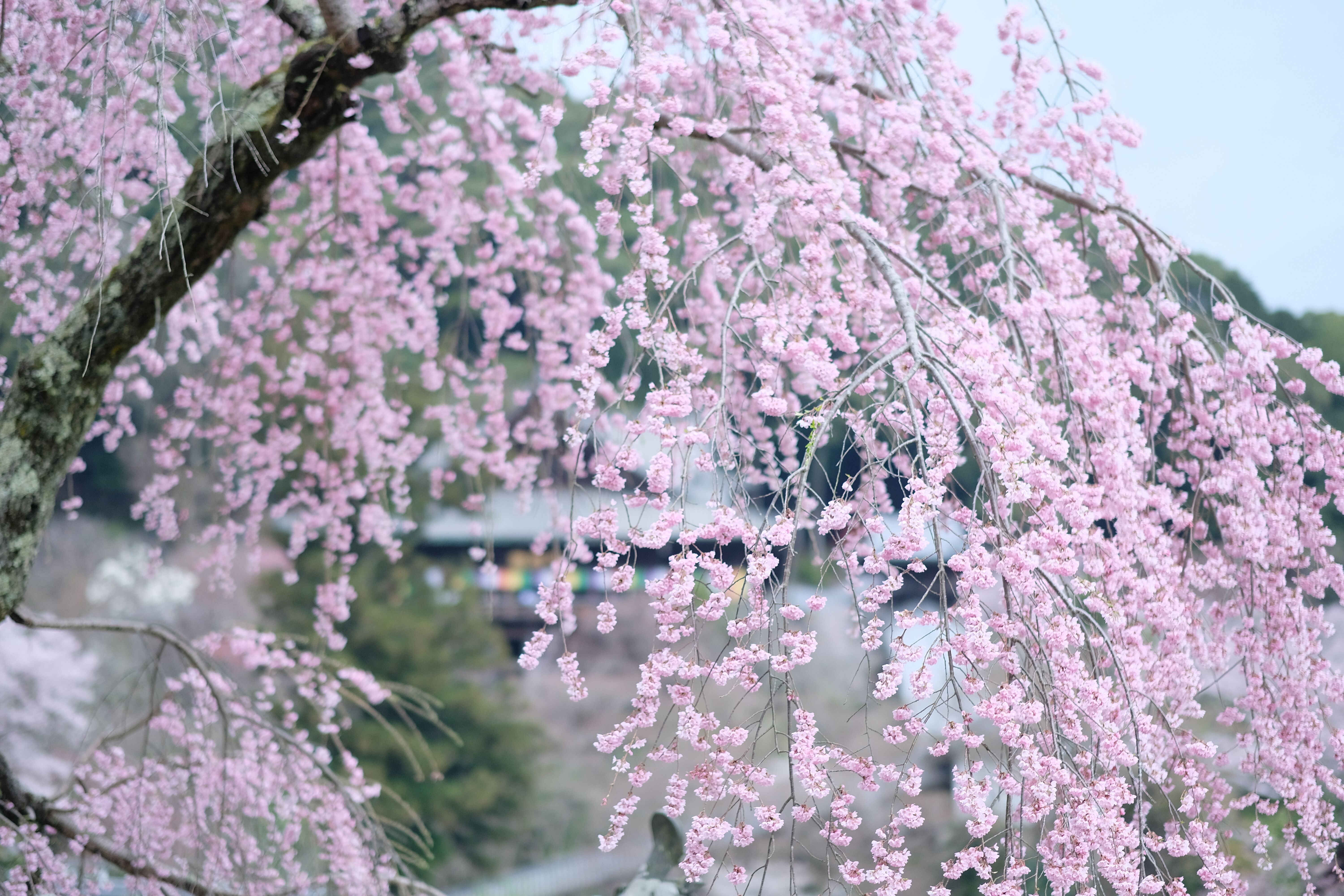 長谷寺の桜の写真