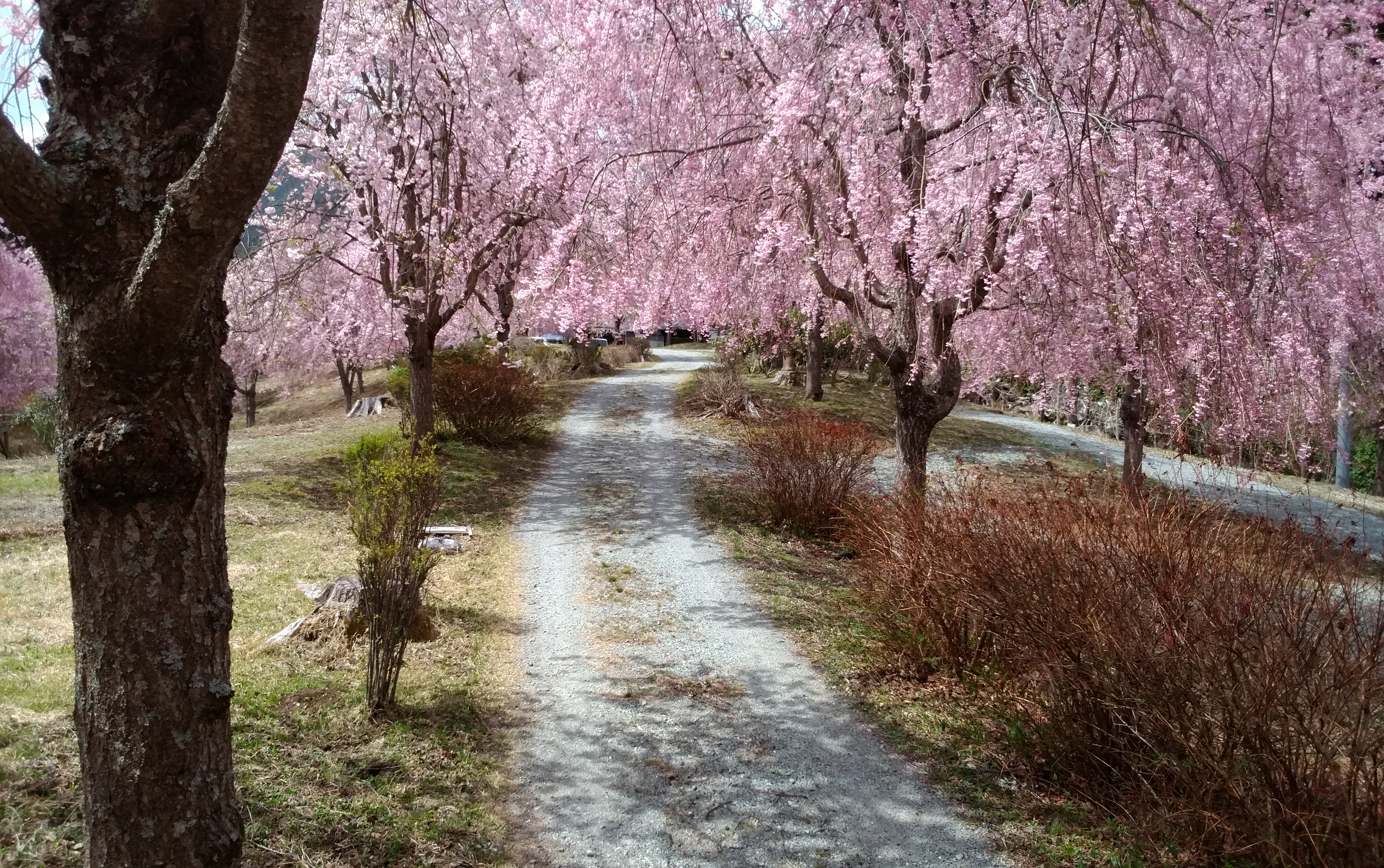天空の庭 高見の郷の桜の写真