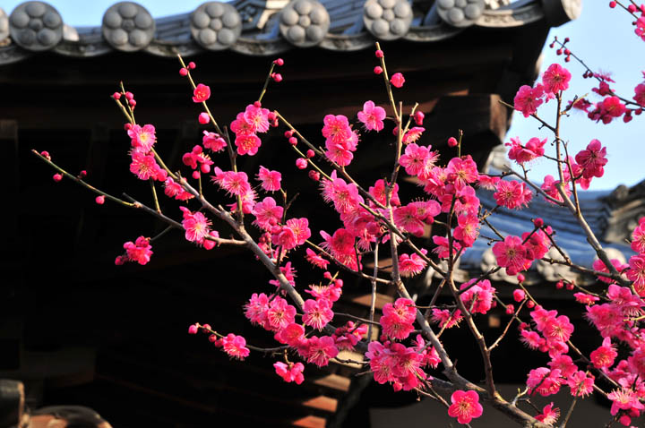 菅原天満宮 盆梅展の写真