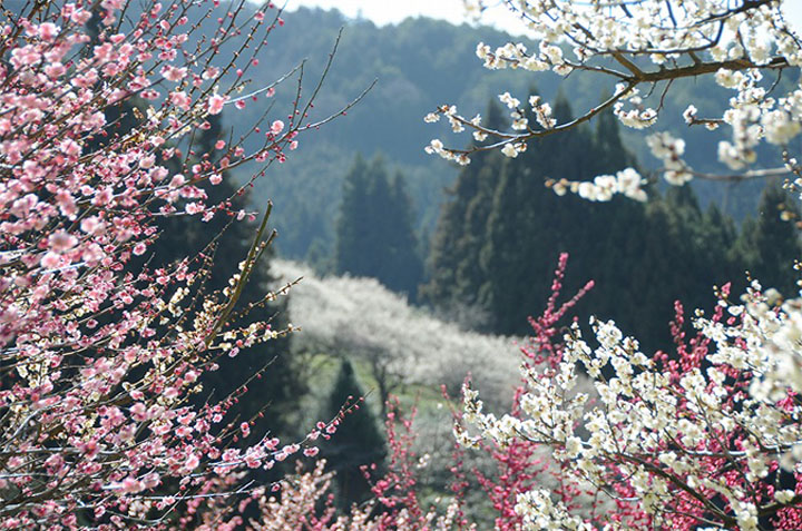 広橋梅林の写真