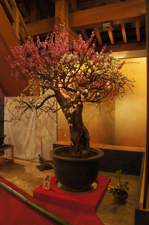 大和郡山盆梅展の写真