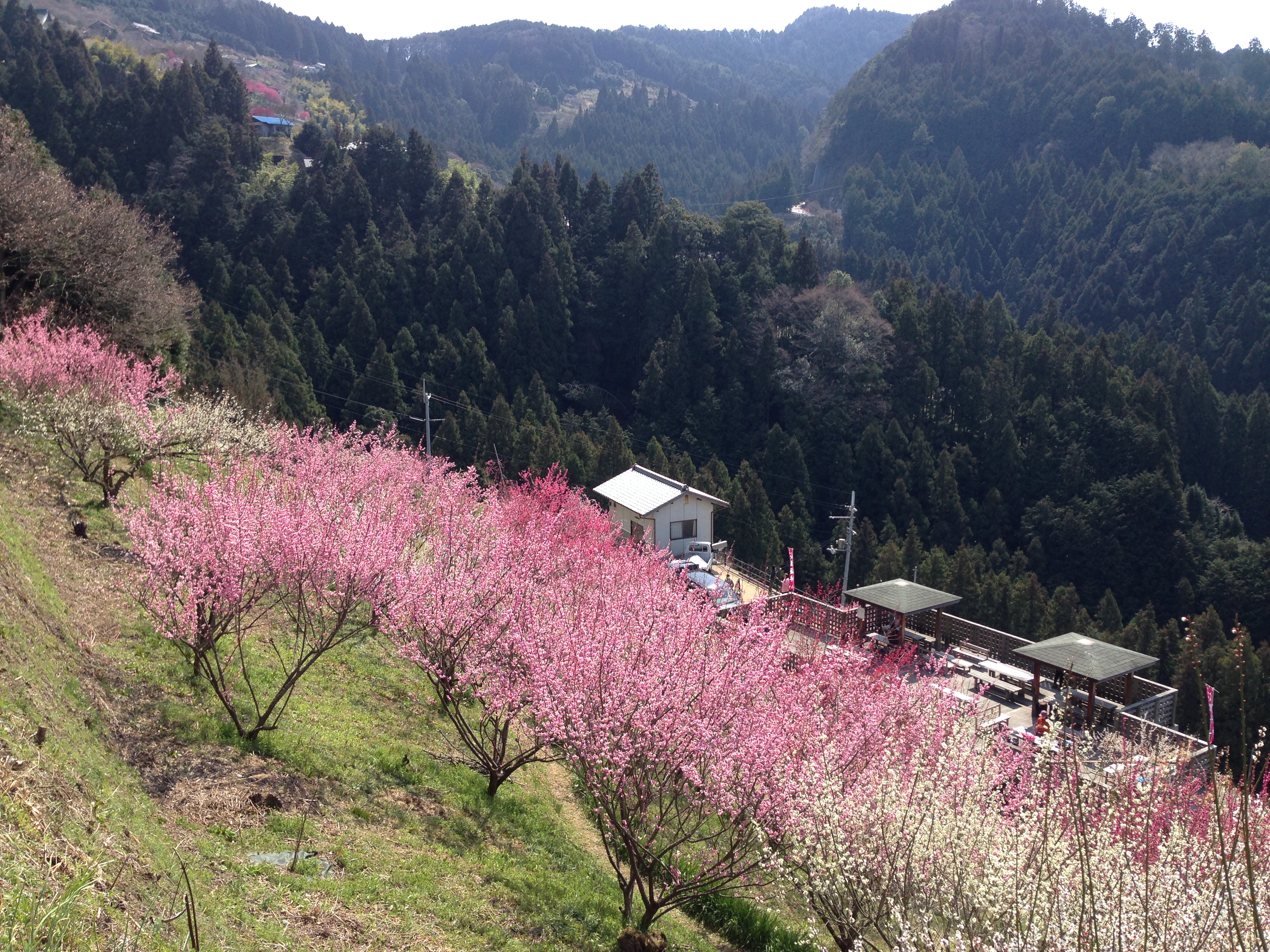 広橋梅林の写真